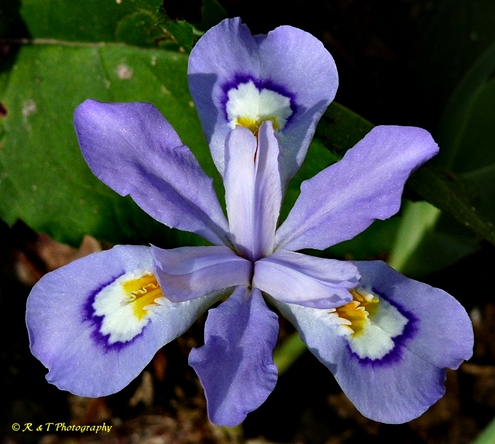 {Iris cristata}